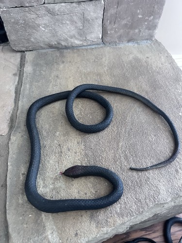 Pottery barn faux snake viper - pottery,